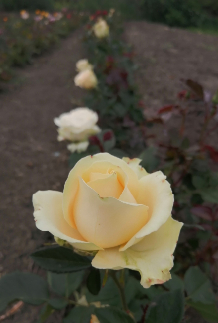 Лабель( La Belle)