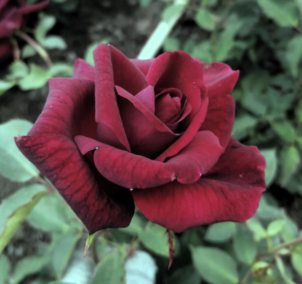 Блэк Бьюти(Black Beauty)