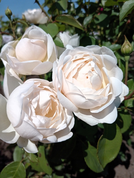 Глэмис Касл (Glamis Castle)