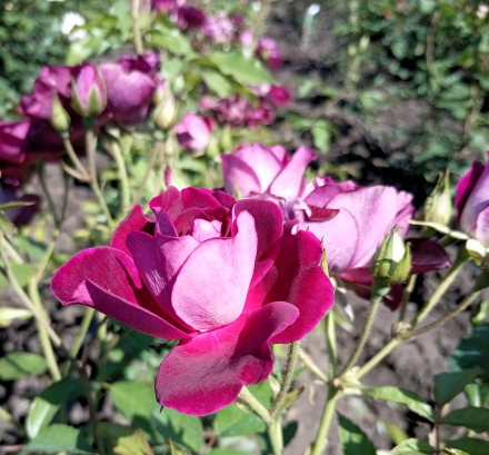Бургунди Айс (Burgundy Ice, Burgundy Iceberg)