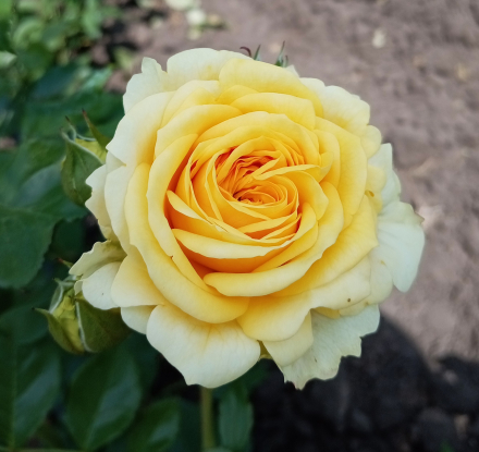 Лемон Помпон (Lemon Pompom)