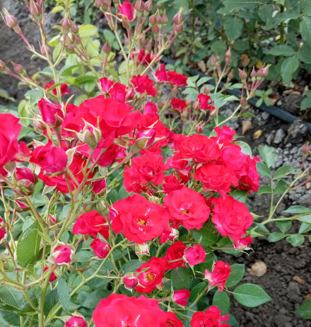 Скарлет Меяндекор (Scarlet Meillandecor)
